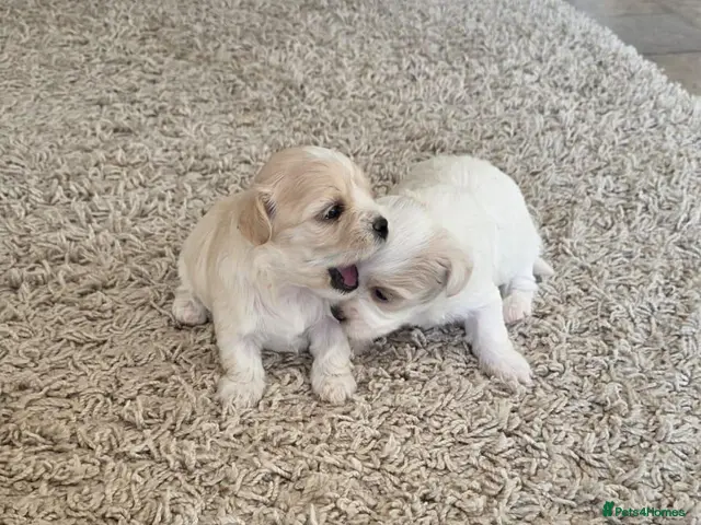 Maltipoo dogs Tiny Maltipoo puppies 🐶 - Advert 11