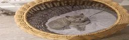 British Shorthair cats for sale: Stunning British Shorthair Kittens  - Advert 6