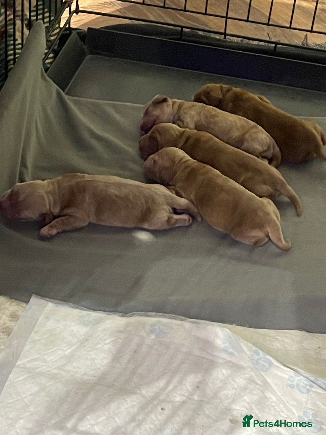 Cocker Spaniel dogs for sale: Worker/show cocker  - Advert 6