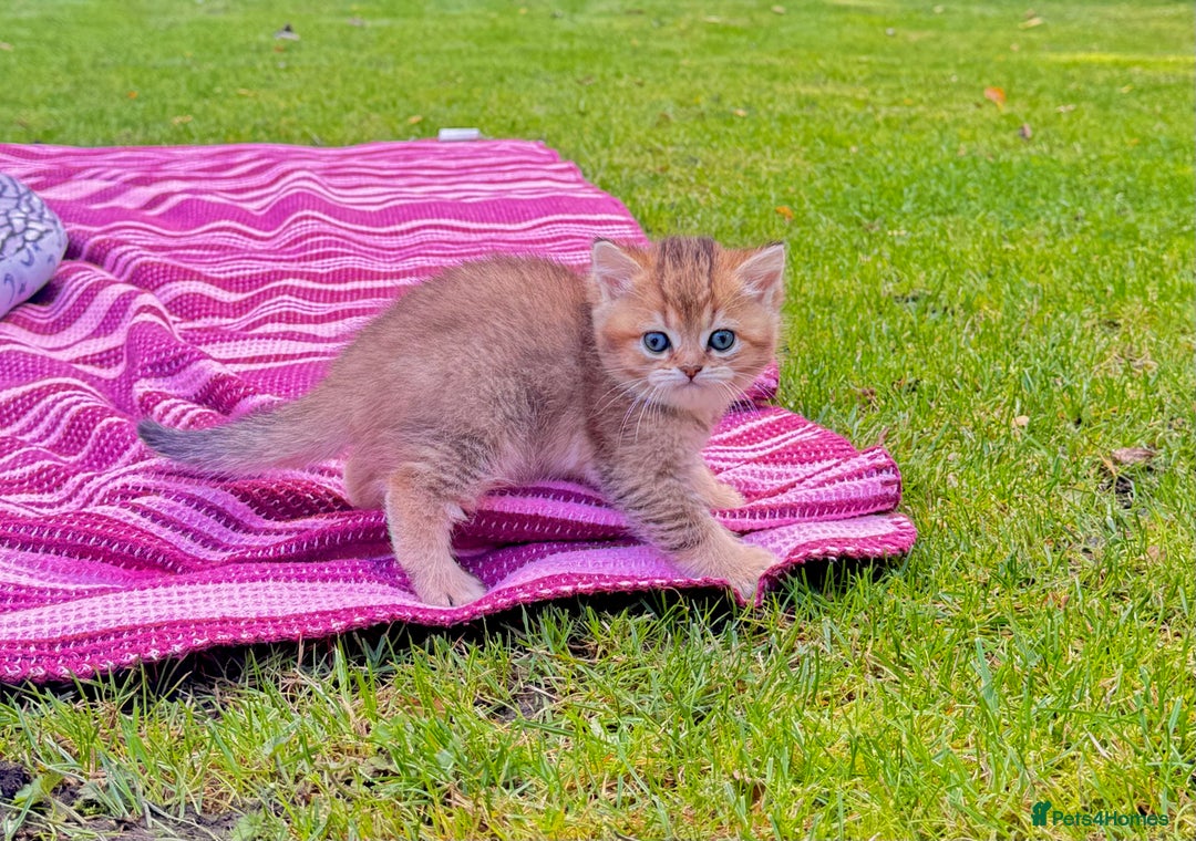 British Shorthair cats for sale: ✨🐾 Soft & Adorable Golden White Blue Kittens 🐾✨ - Image 10