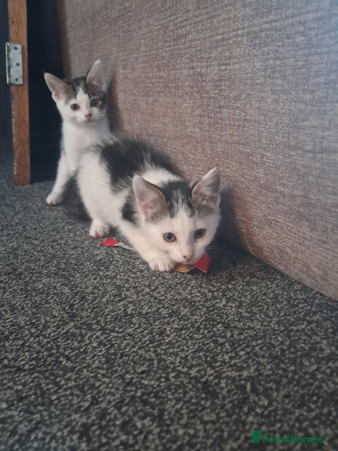 Mixed Breed cats for sale: 2 adorable kittens  - Image 2