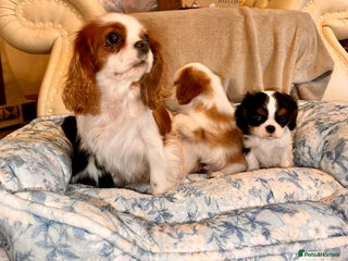 Cavalier King Charles Spaniel dogs Cavalier King Charles puppy’s - Advert 7
