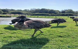 Emus poultry for sale: 3 Young Emus for Sale - Image 3