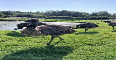 Emus poultry - Advert 5