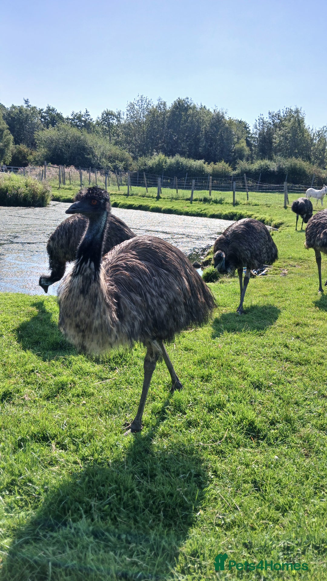 Emus poultry for sale: 3 Young Emus for Sale - Image 3
