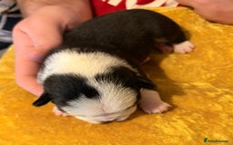 Jug dogs for sale: Amazing Jug Puppies - Image 6