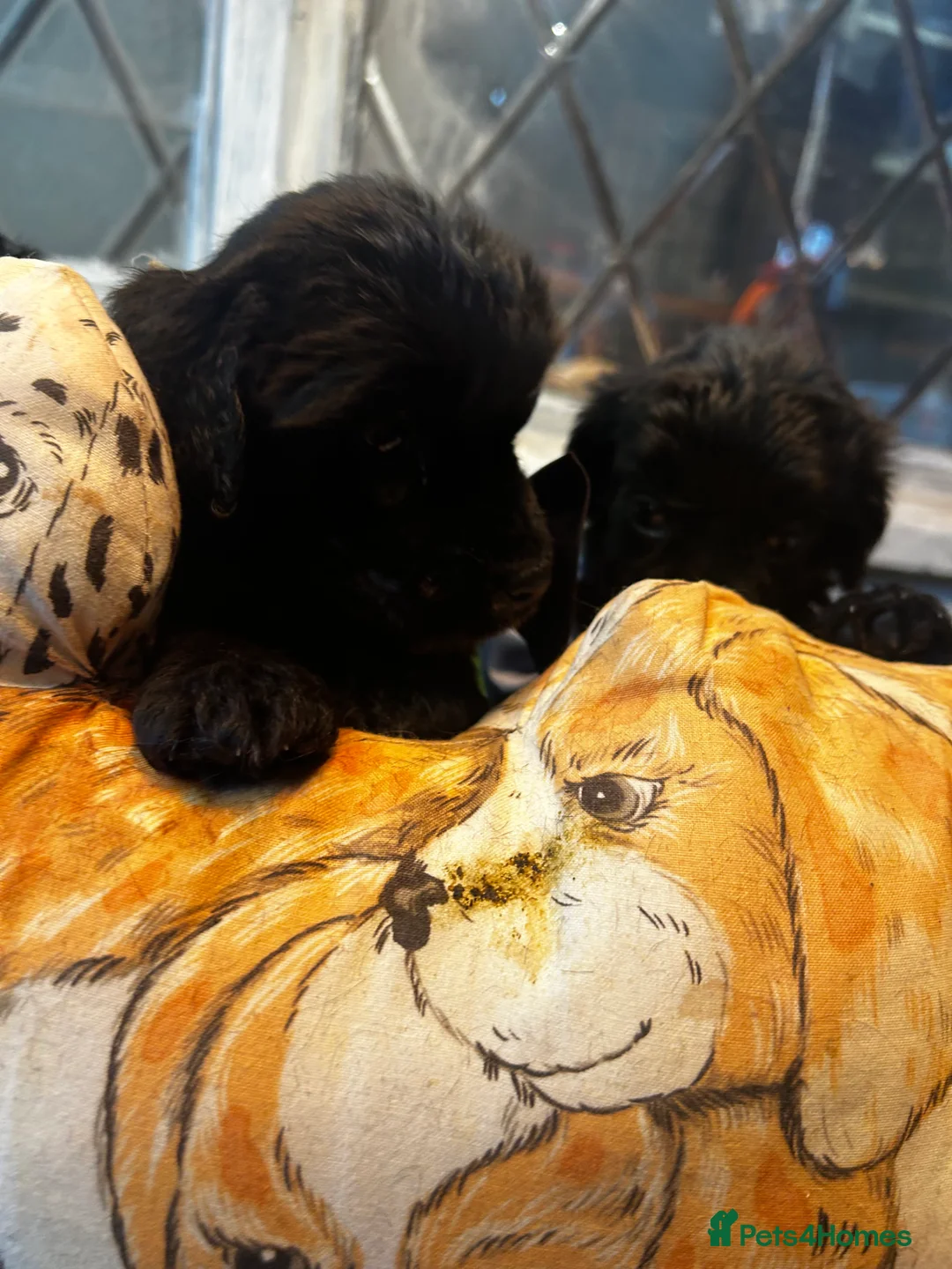 Cockapoo dogs for sale:  Northampton Cockapoos. Adorable F1 puppies - Advert 19