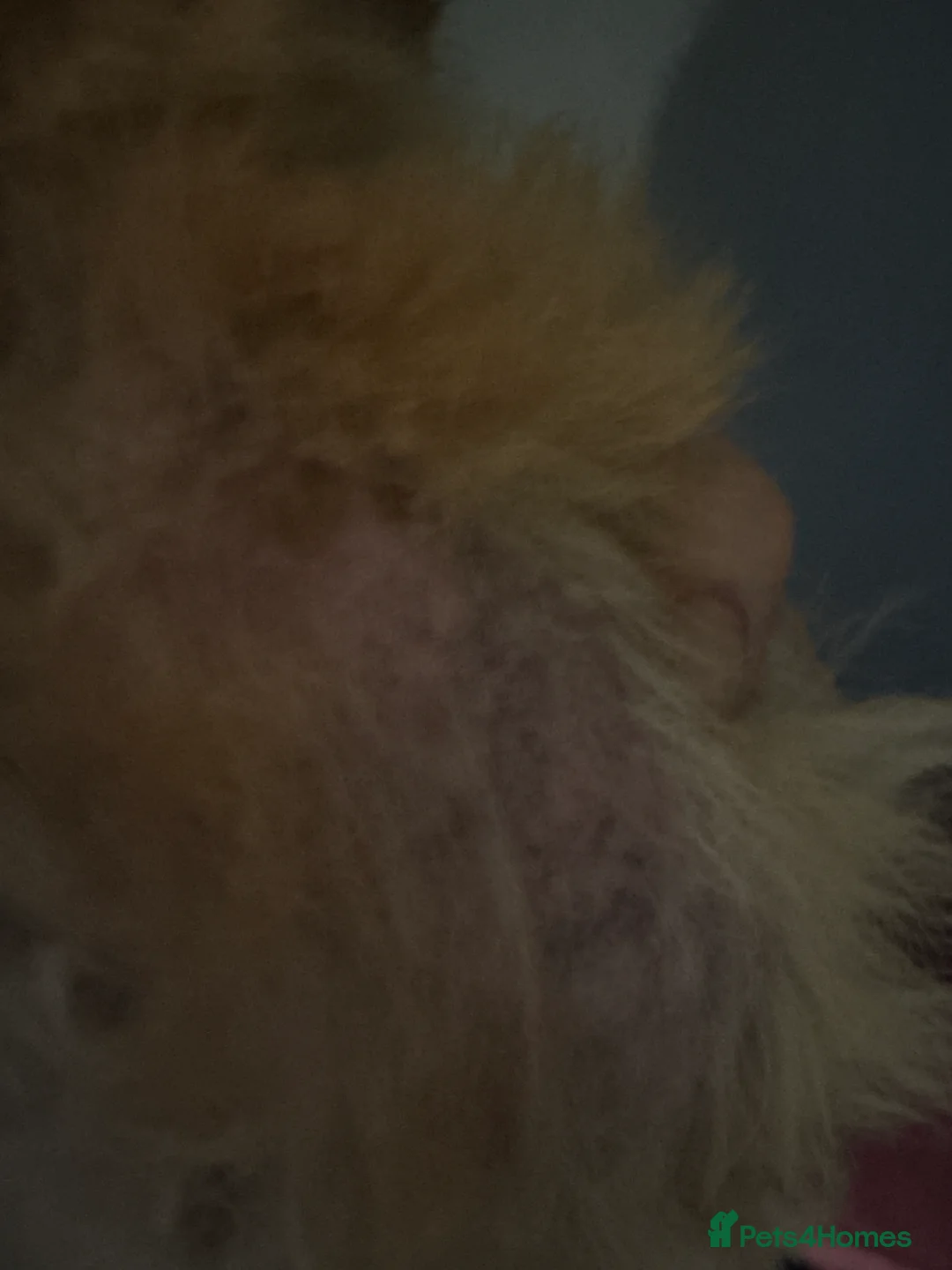 Pomeranian dogs for sale: Roxy roo - Advert 1