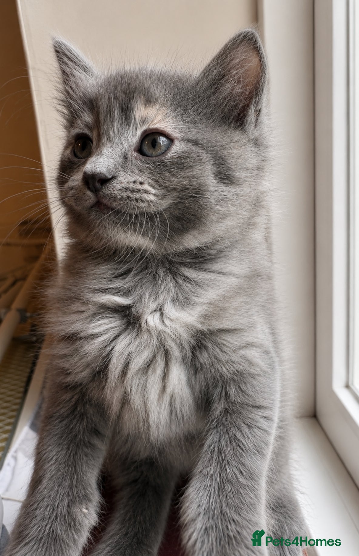 Mixed Breed cats for sale: Beautiful half ragdoll kittens 💖 - Advert 22
