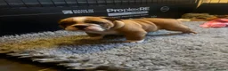 English Bulldog dogs for sale: KC British Bulldog puppies  in Liss - Advert 5