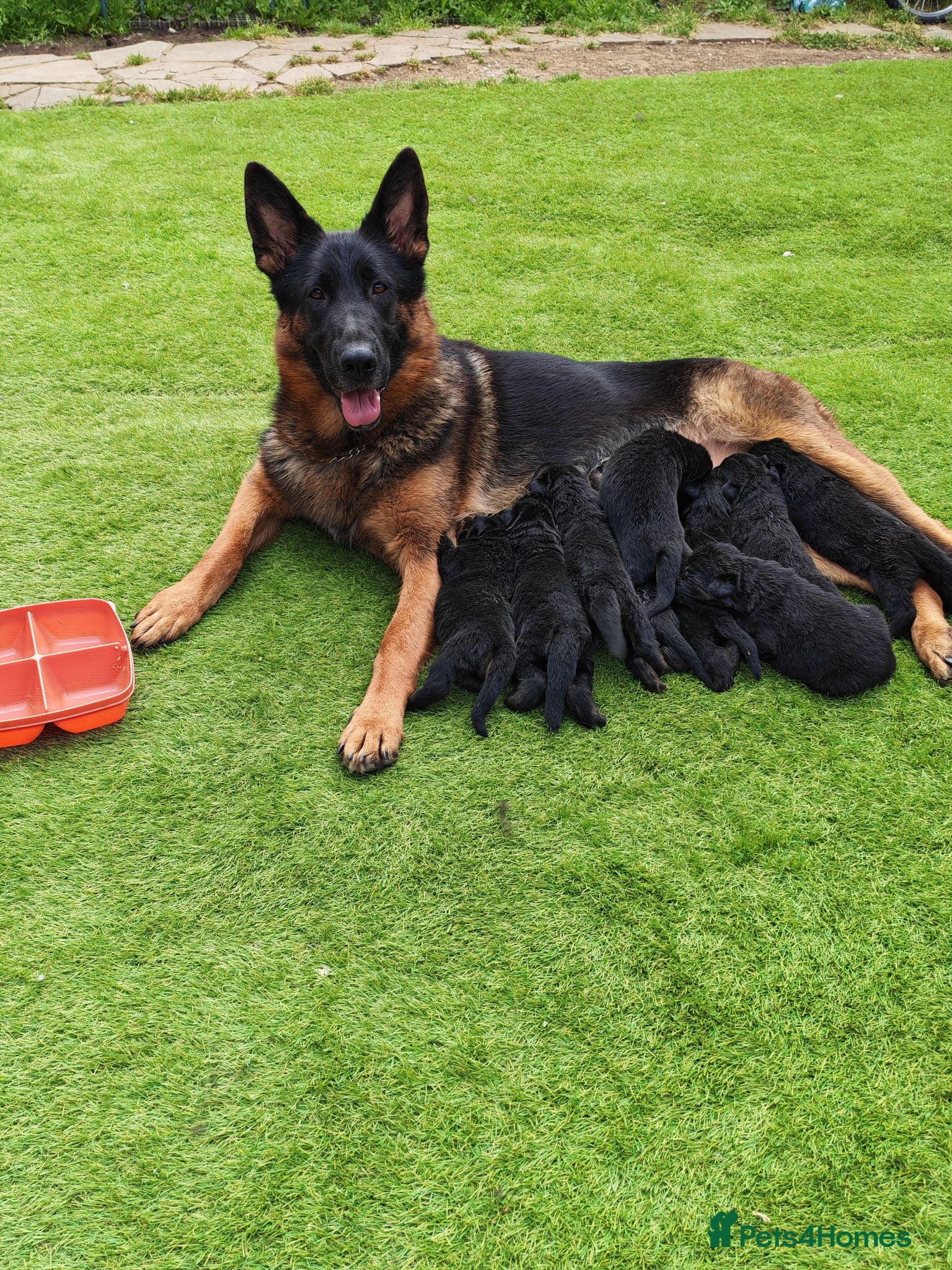 German Shepherd dogs German Shepherd Puppies (champions parents)  - Advert 2