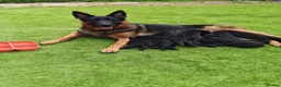 German Shepherd dogs for sale: German Shepherd Puppies (champions parents)  - Advert 2