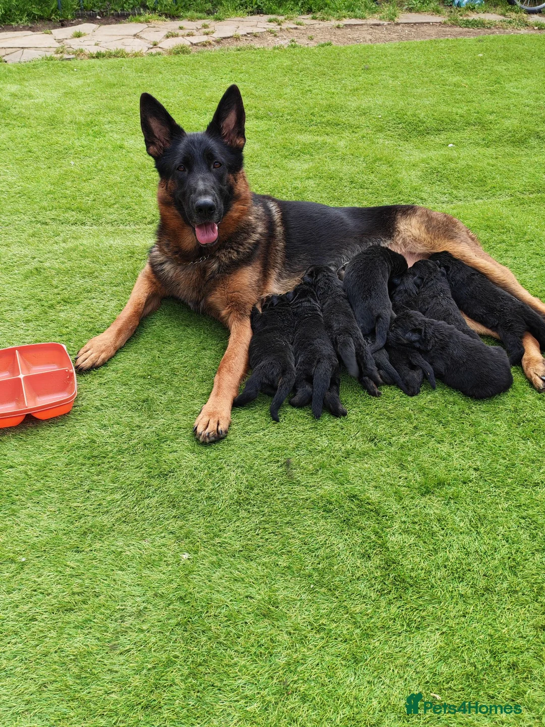 German Shepherd dogs for sale: German Shepherd Puppies (champions parents)  - Advert 2