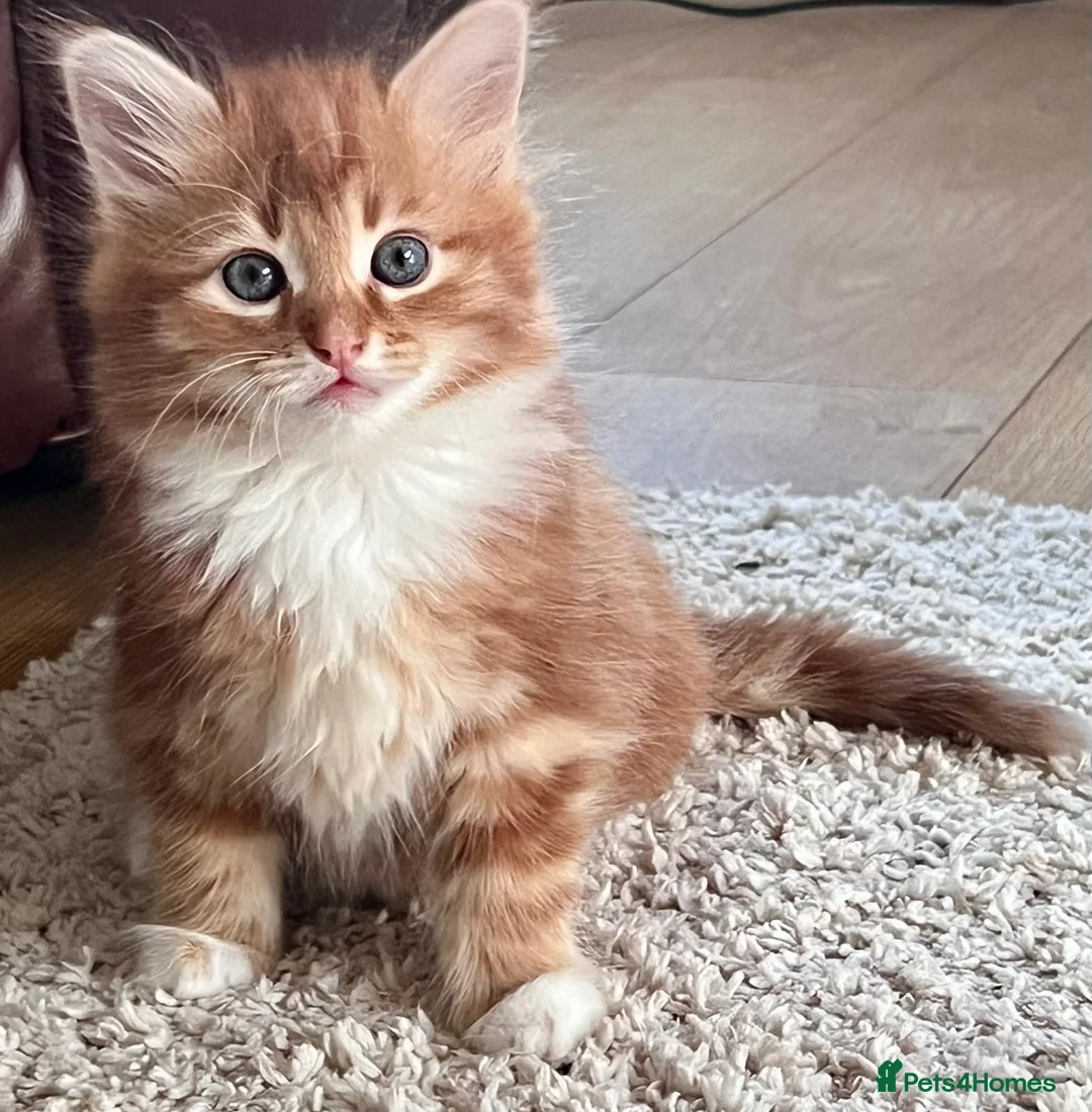 Mixed Breed cats for sale: 3 Beautiful Kitty Girls  - Advert 2