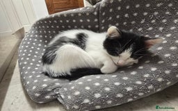 Domestic Shorthair cats for sale: 5 kittens for sale - Image 3