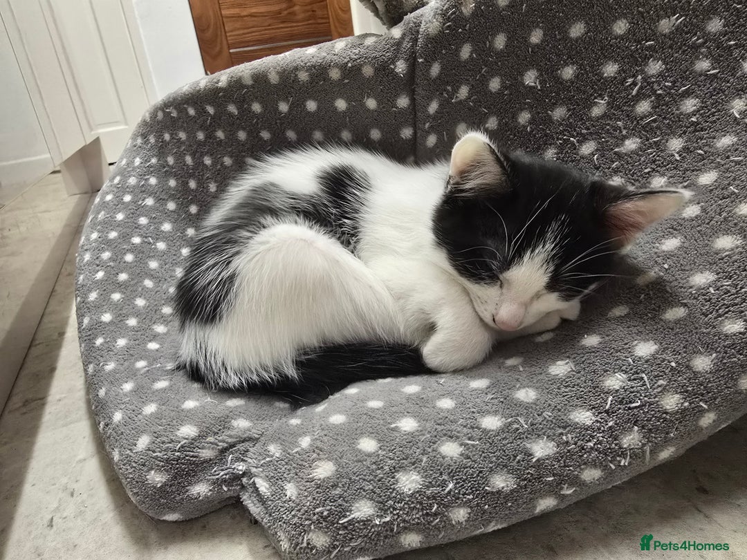 Domestic Shorthair cats for sale: 5 kittens for sale - Image 3