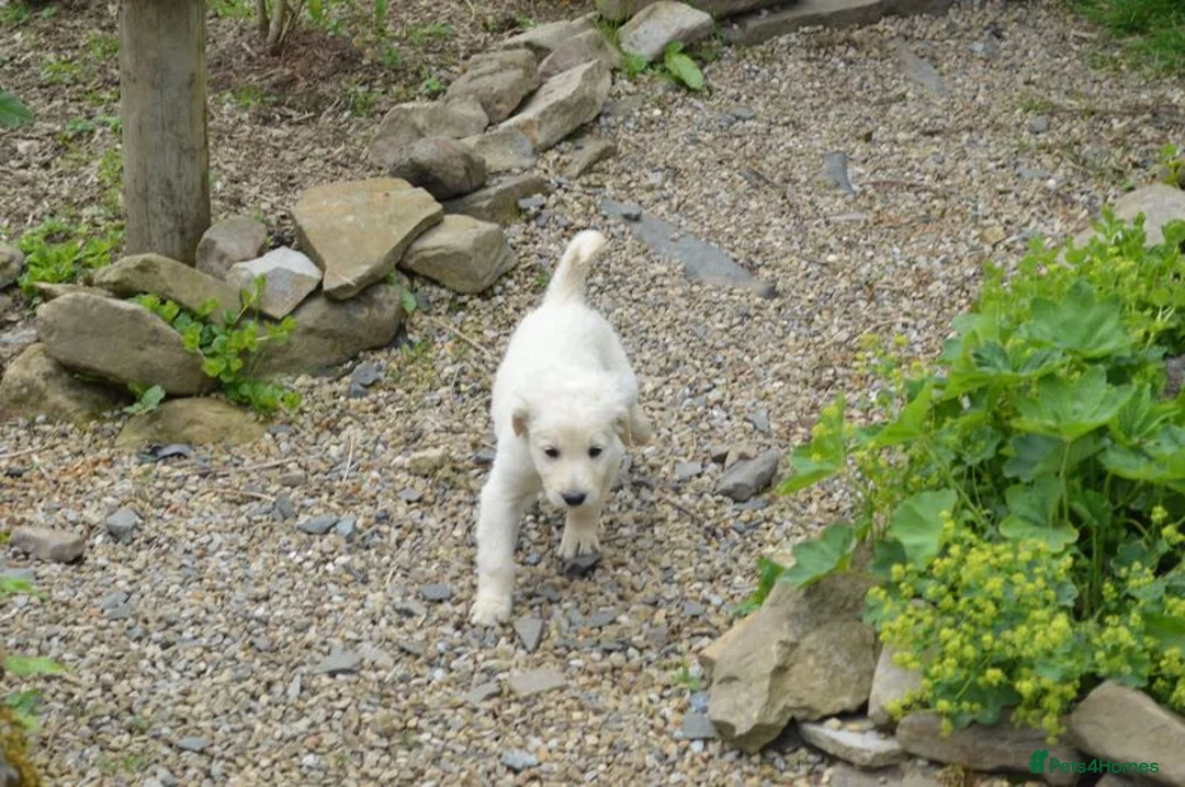 Labradoodle dogs for sale: Standard Labradoodle Puppies F3 - Advert 15