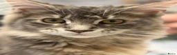 Maine Coon cats for sale: Princess  - Advert 4