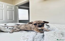 Chiweenie dogs for sale: ** chiweenie puppies  in Worcester - Image 12