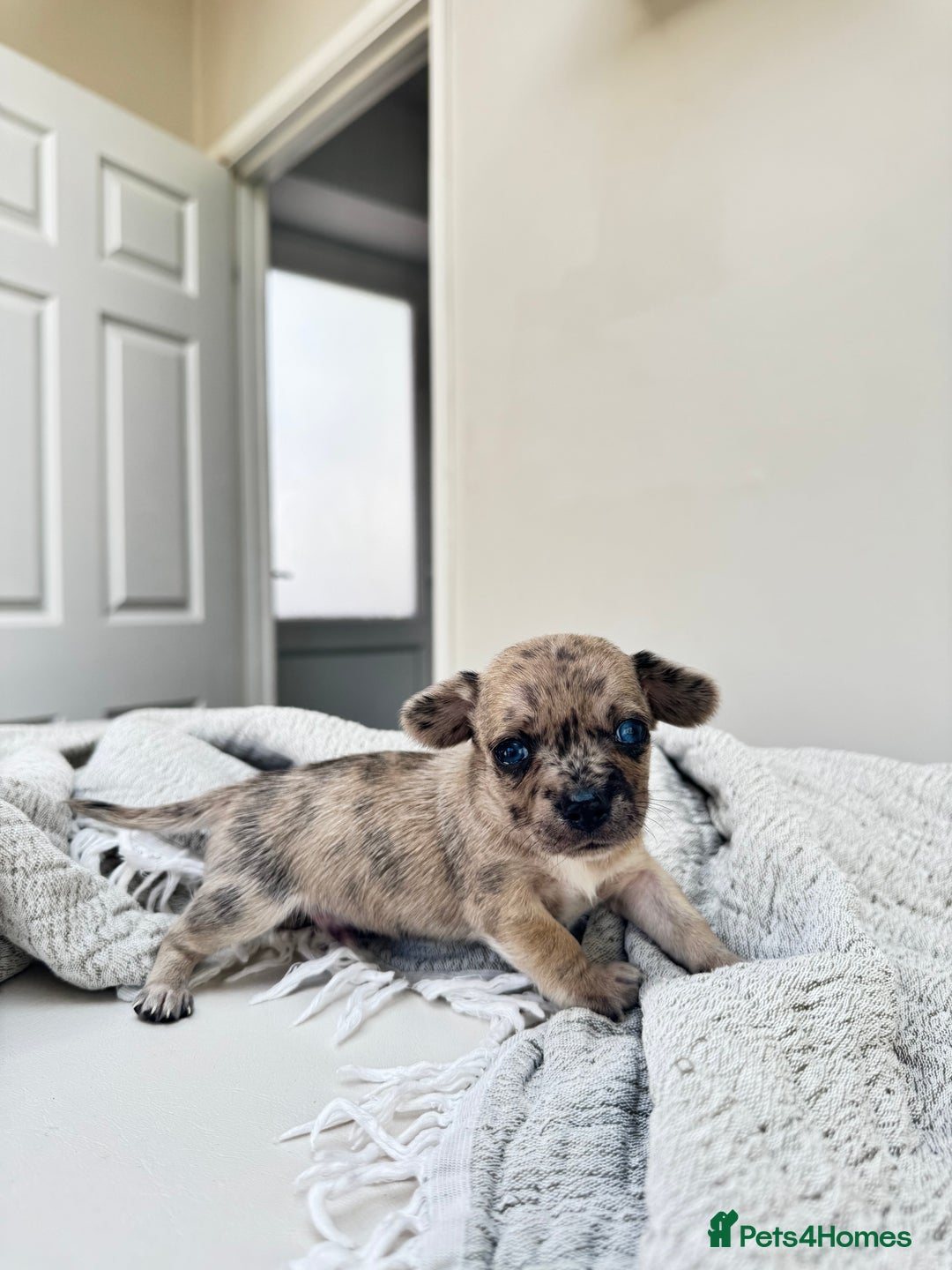 Chiweenie dogs for sale: ** chiweenie puppies  in Worcester - Image 12