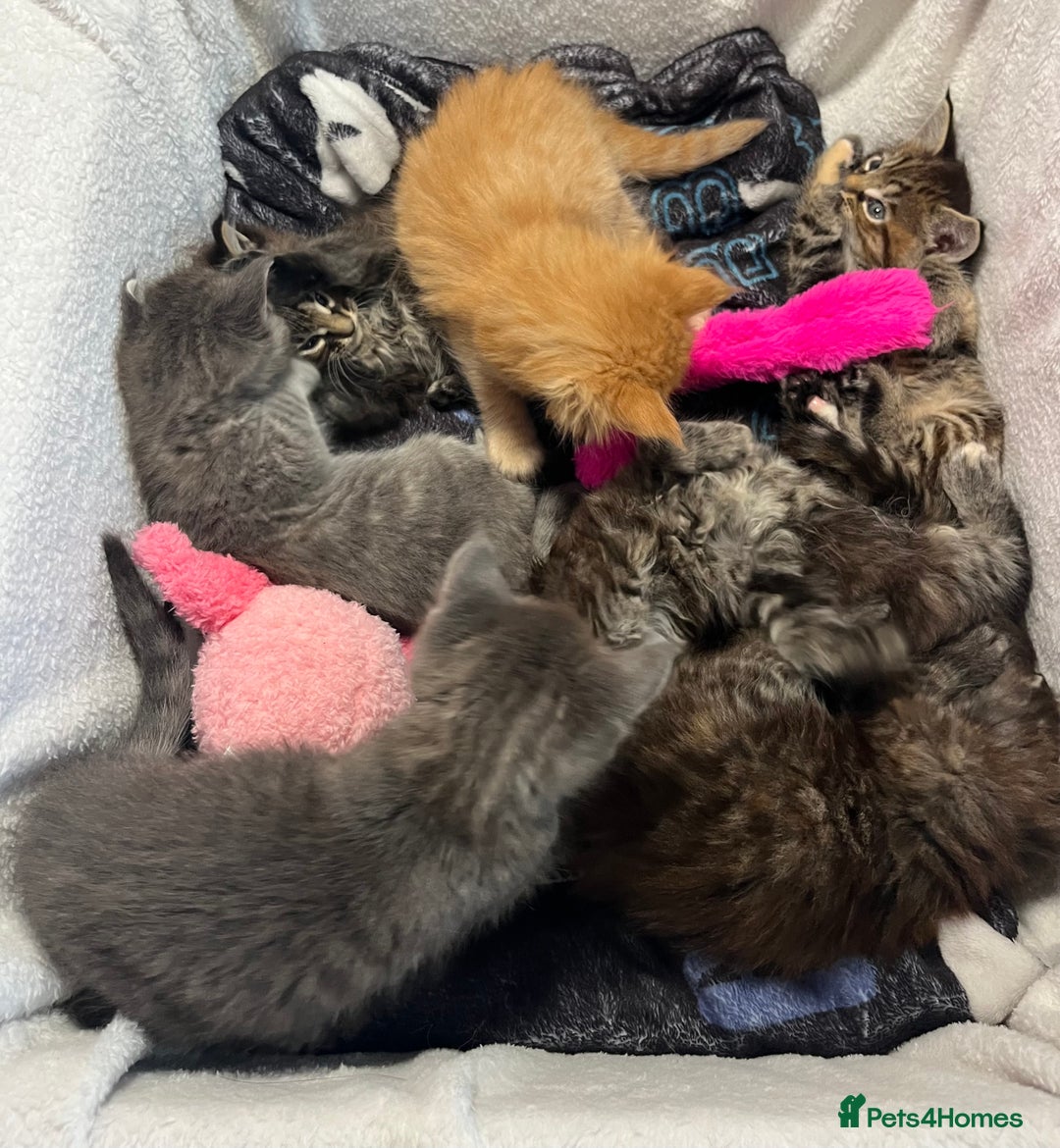 Maine Coon cats for sale: Stunning Half Maine coon kittens  - Image 9
