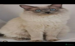 Ragdoll cats for sale: Pure breed health tested ragdoll kittens  - Image 21