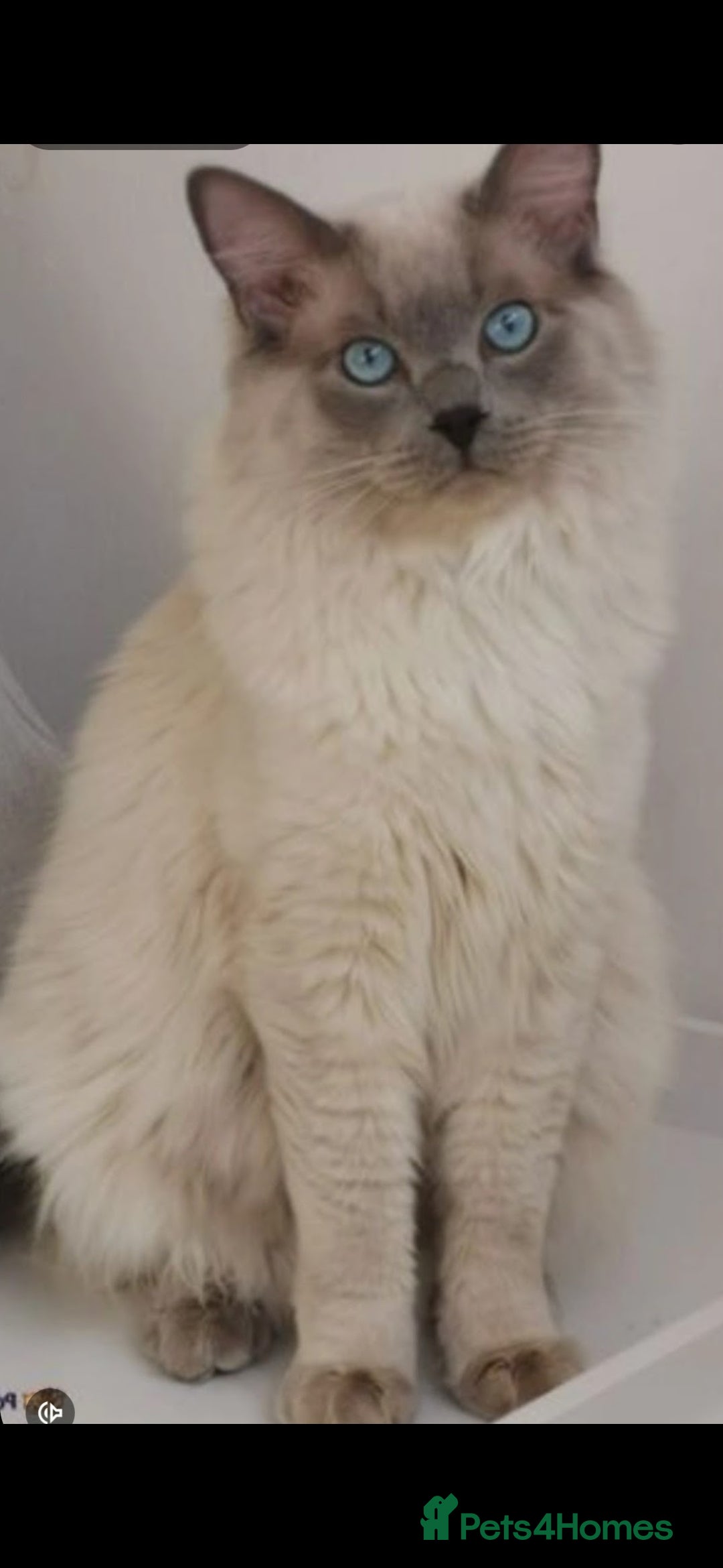 Ragdoll cats for sale: Pure breed health tested ragdoll kittens  - Image 21
