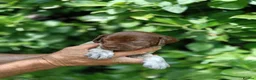 Mixed Breed dogs for sale: Pointer x Brittany  - Advert 7