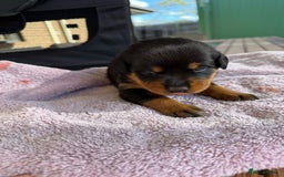 Rottweiler dogs for sale: Pure bred Rottweilers puppies - Image 6