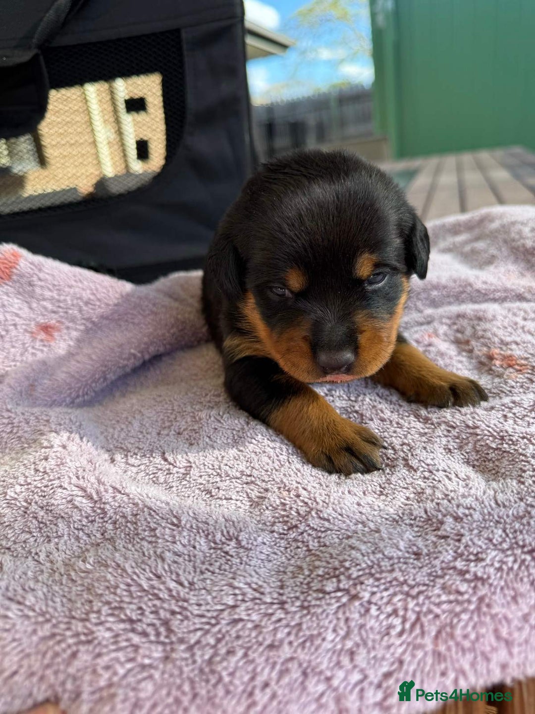 Rottweiler dogs for sale: Pure bred Rottweilers puppies - Image 6