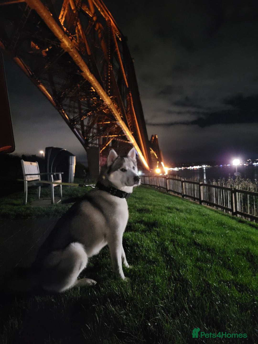 Siberian Husky dogs for stud: Siberian Husky (Bim) for stud. - Image 13