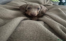 Miniature Dachshund dogs for sale: 8 month miniature dachshund for sale - Image 4