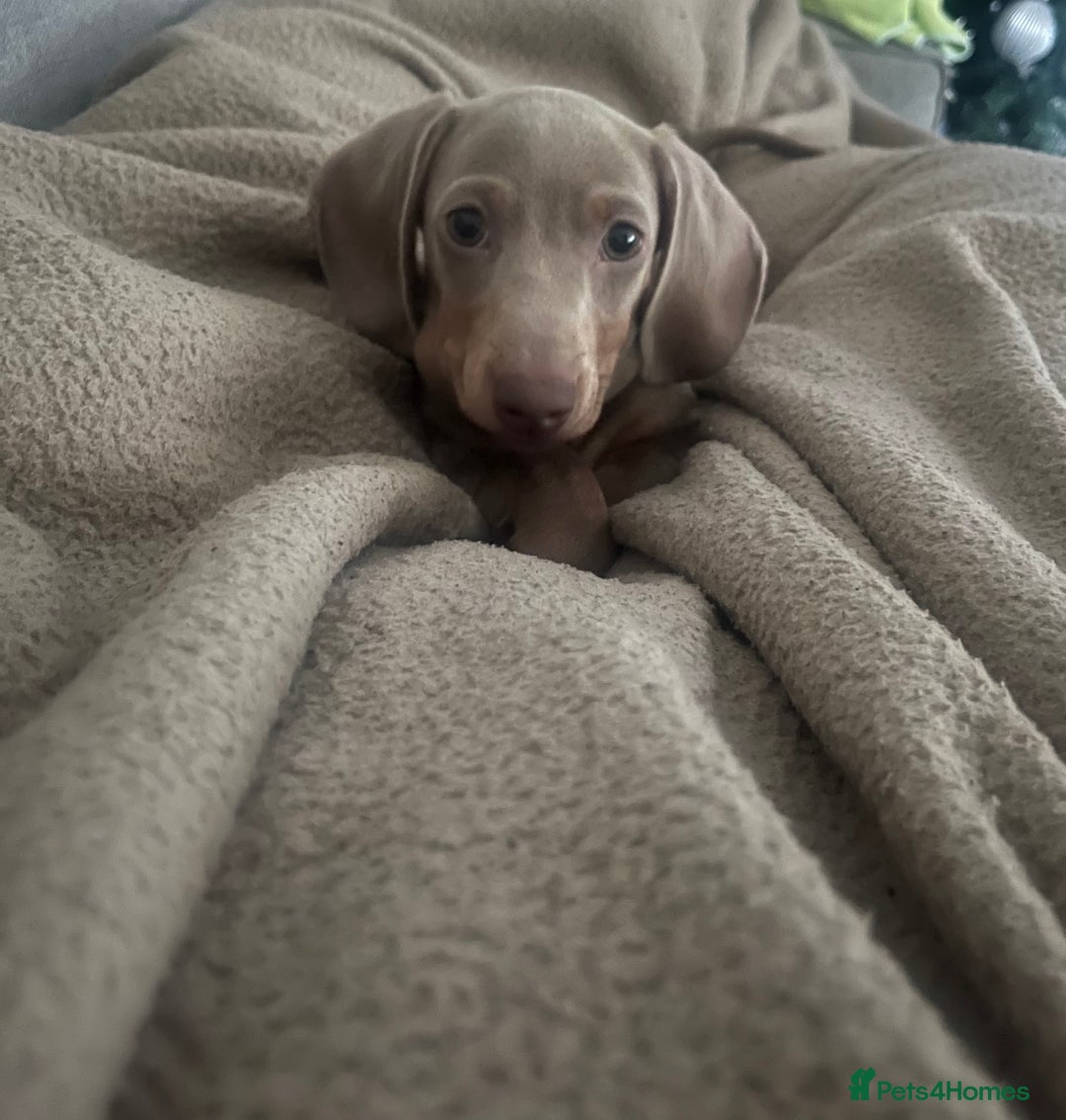 Miniature Dachshund dogs for sale: 8 month miniature dachshund for sale - Image 4