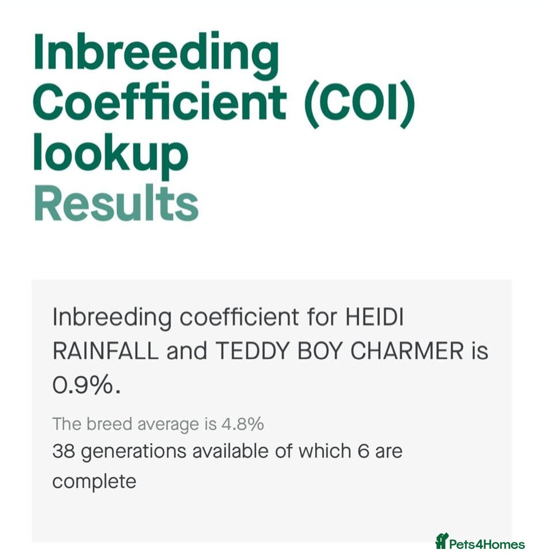 Miniature Dachshund dogs for sale: KC Miniature Dachshund Puppies - Advert 9