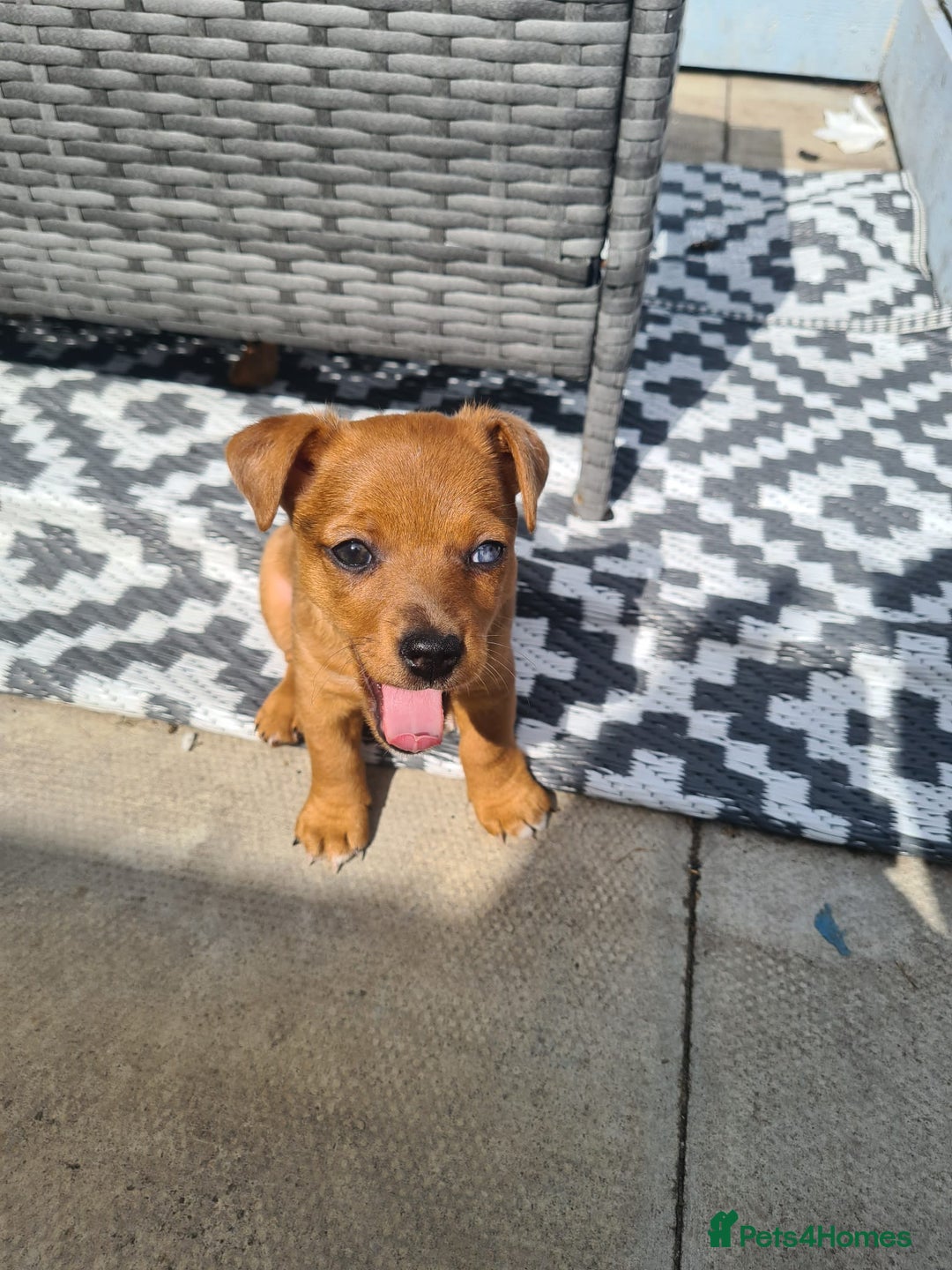 Jack Russell dogs for sale: Female Merle jack russell - Image 2
