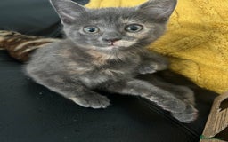 Domestic Shorthair cats for sale: 4 beautiful domestic shorthair kittens  - Image 17