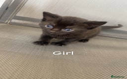 Bombay cats for sale: Bombay kittens for sale  - Image 2