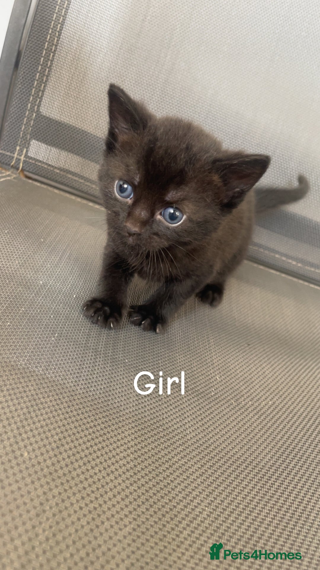 Bombay cats for sale: Bombay kittens for sale  - Image 2