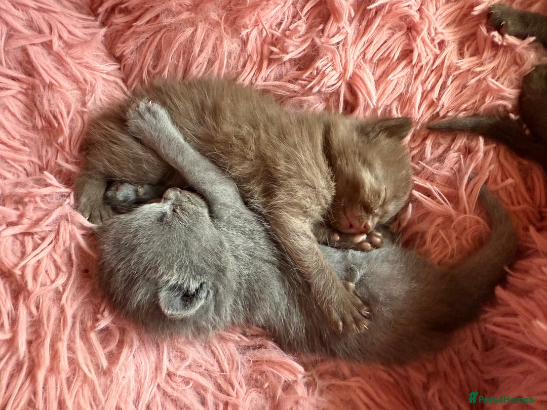 British Shorthair cats for sale: 3 male and 3 female kittens and mother  - Image 13