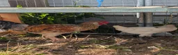 Chickens poultry for sale: Free Roosters  in Rotherham - Advert 3