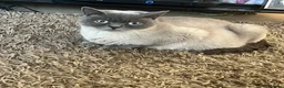 British Shorthair cats for sale: Colour point female - Advert 3