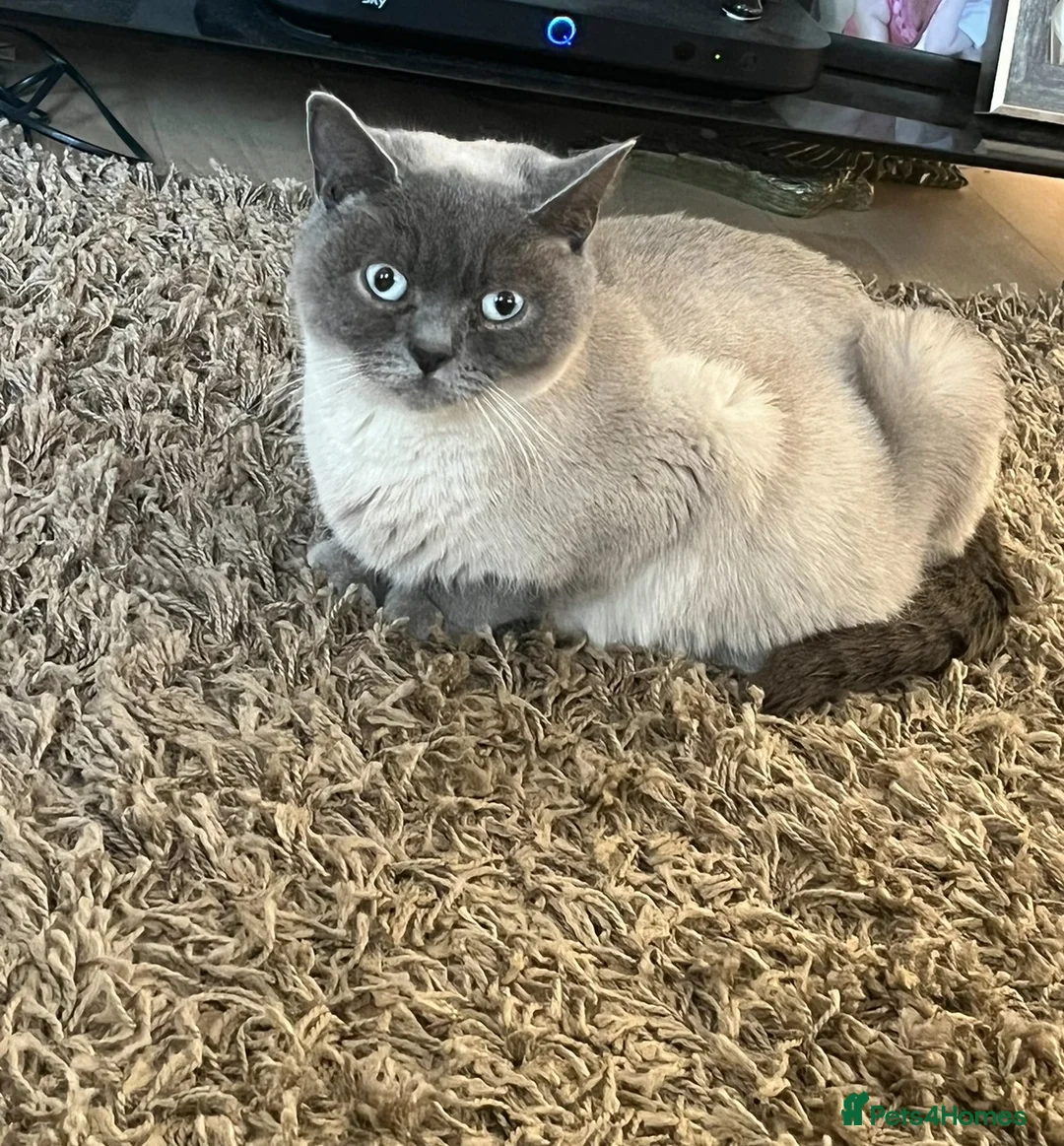 British Shorthair cats for sale: Colour point female - Advert 3