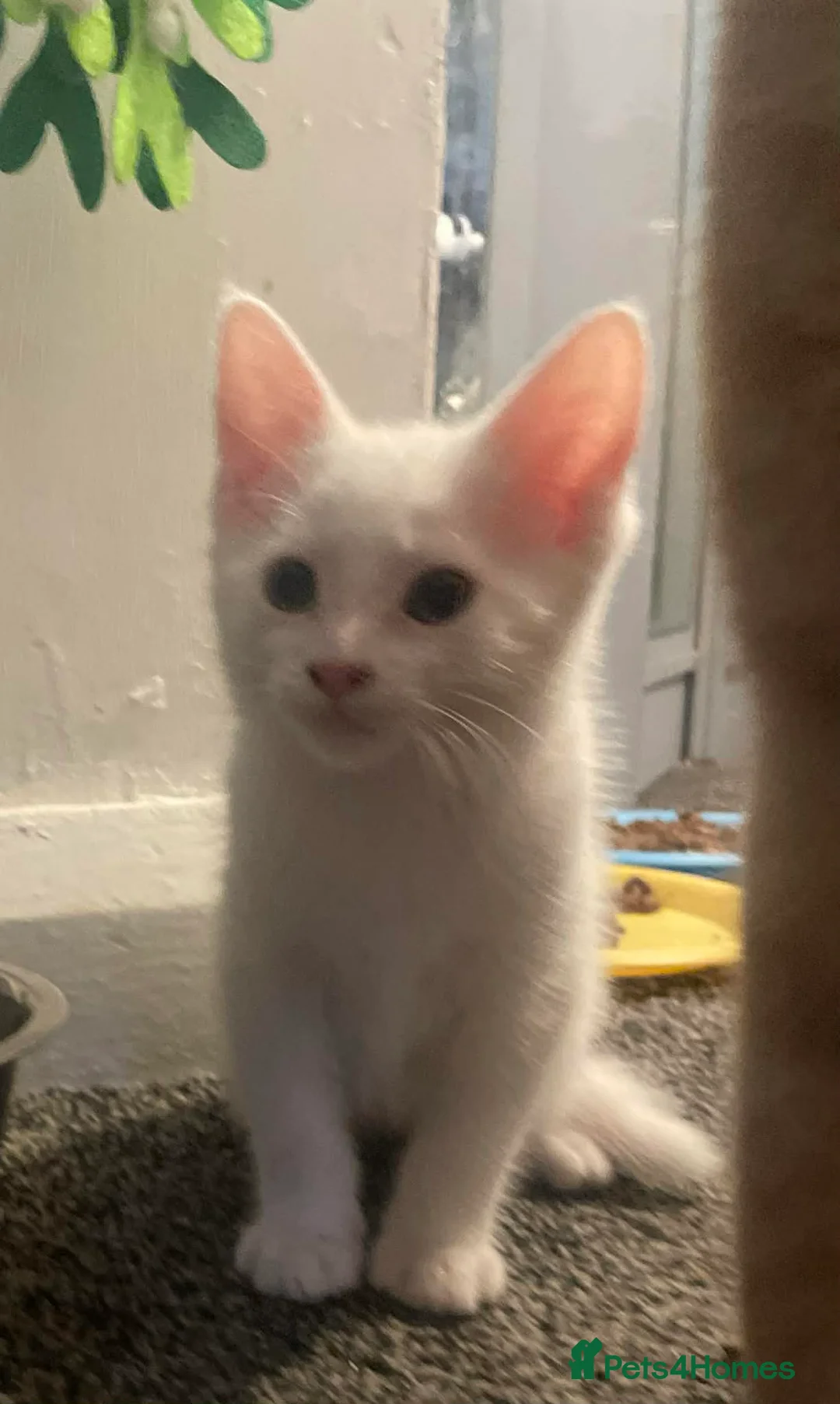 Maine Coon cats for sale: 1/2 mainecoon kittens  - Advert 6