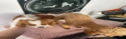 Cavapoo dogs for sale: Fox red cavapoo cuties  in Dartford - Advert 13