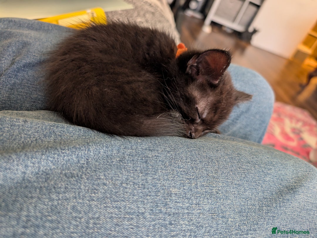 Mixed Breed cats for sale: Beautiful black kitten - Image 7