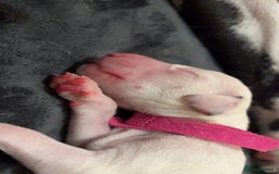 Dalmatian dogs for sale: Dalmatian Puppies  - Image 5