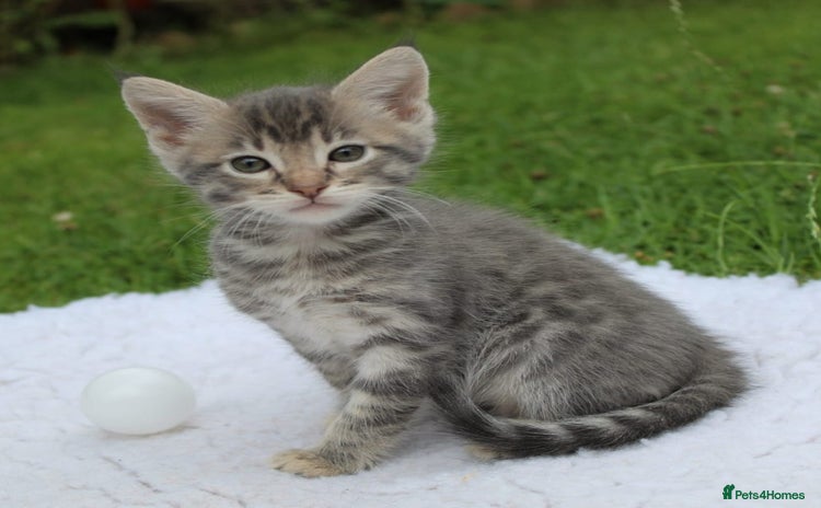 Savannah cats - Advert 10
