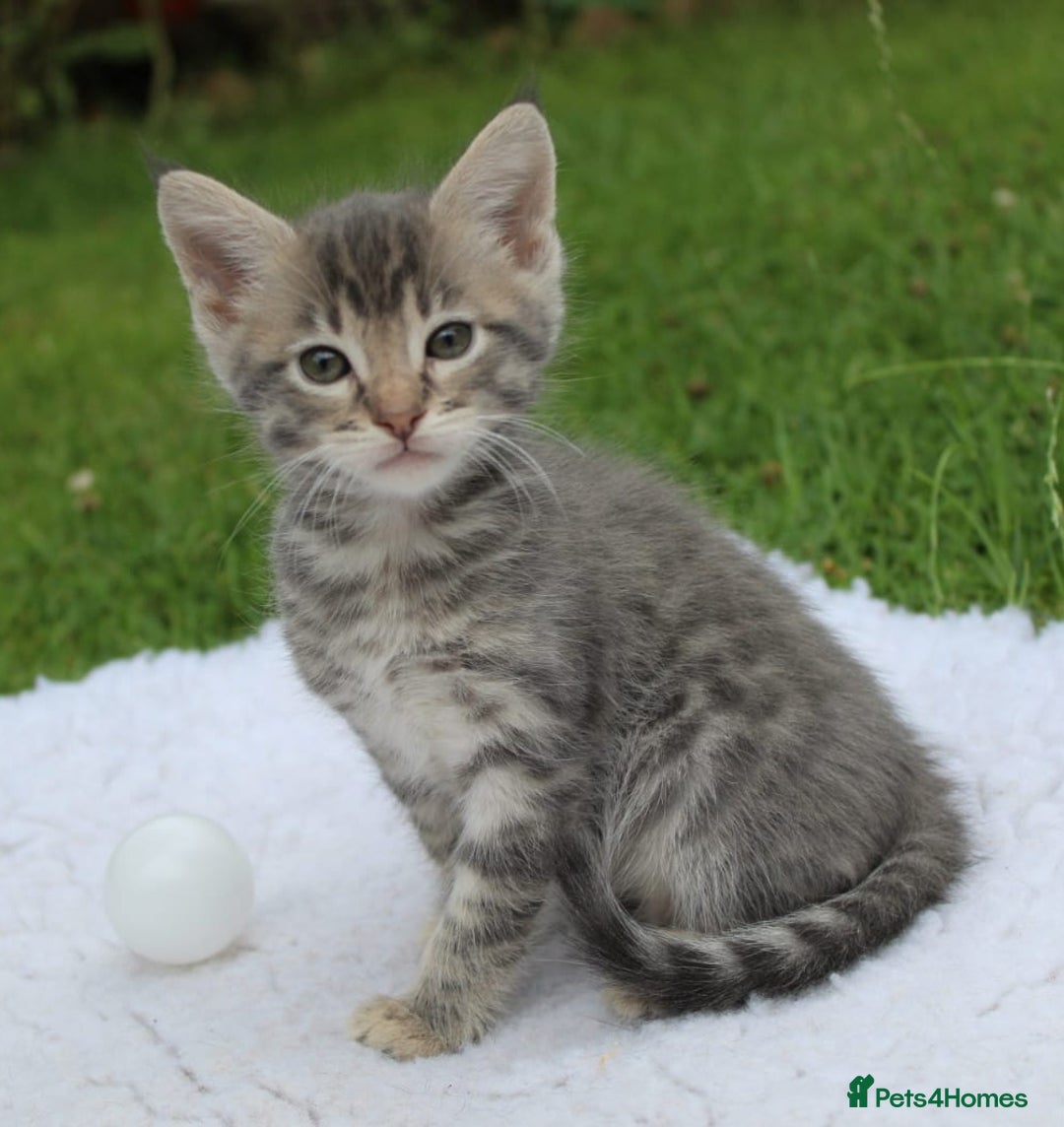 Savannah cats for sale: Stunning Savannahx Maine coons - Image 1