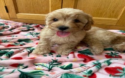 Cavapoo dogs for sale: Extensively Health Tested Apricot Cavapoo pups - Image 18