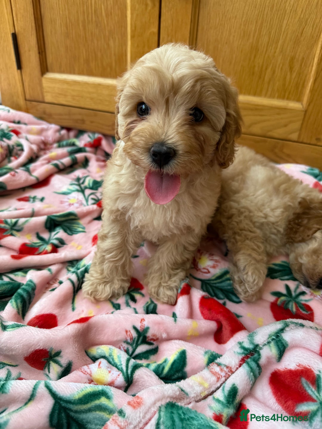 Cavapoo dogs for sale: Extensively Health Tested Apricot Cavapoo pups - Image 18